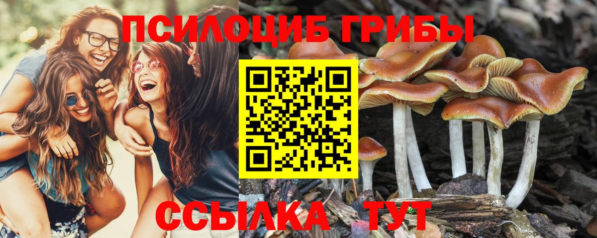 Псилоцибиновые грибы мицелий Отрадное